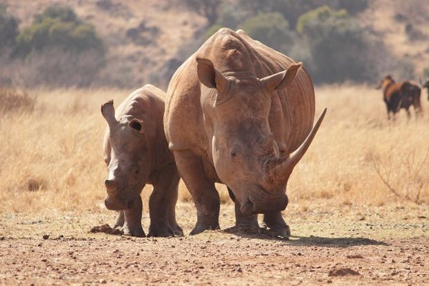 Rhinos are harder to spot.