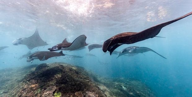 Night manta ray diving is incredible on the Big Island.