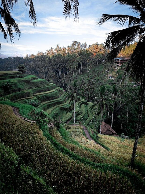 Rice terraces in Ubud are gorgeous.