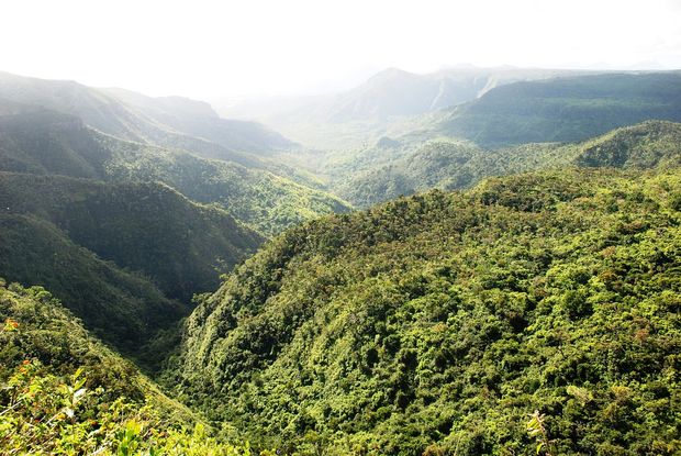 The jungle in Mauritius is wonderful too.