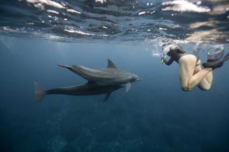 Spotting and diving with dolphins is definetely an unforgetable experience in The Maldives