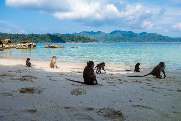 Some of the most beautiful beaches in the Phi Phi islands look this dreamy.