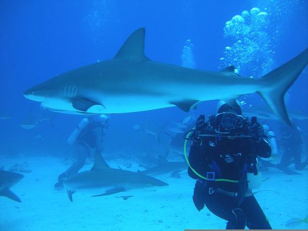 Diving in The Bahamas is breath taking.