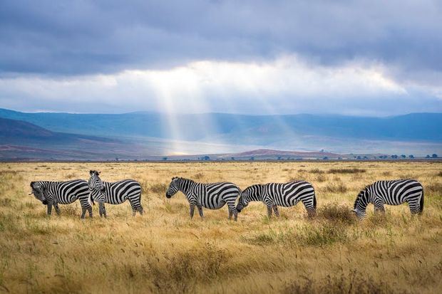 Zebra herds are incredible to watch in an Africa safari.