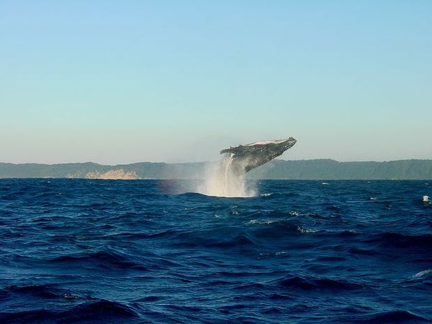 Whale watching in the Big Island is fantastic.