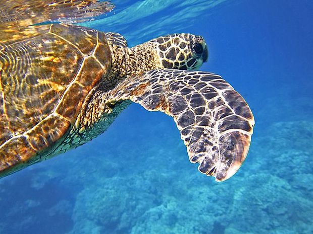 Snorkelling is incredibly good on the Big Island, with tons of turtles, dolphins and sharks.