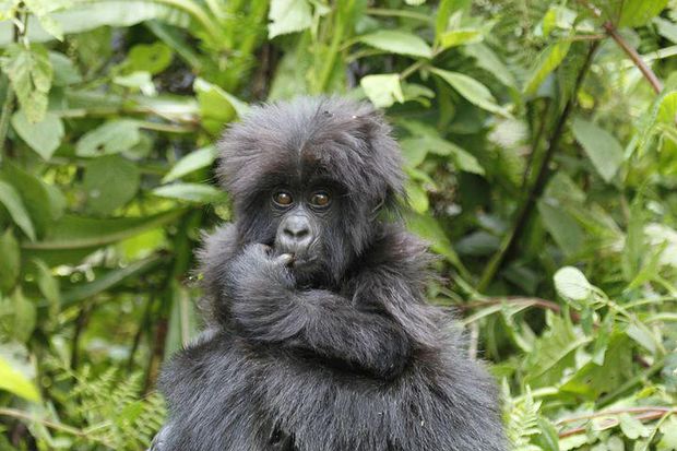 Gorillas in a safari in Rwanda.