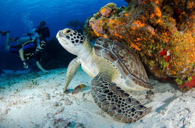 Sea turtles live around the Philippines.