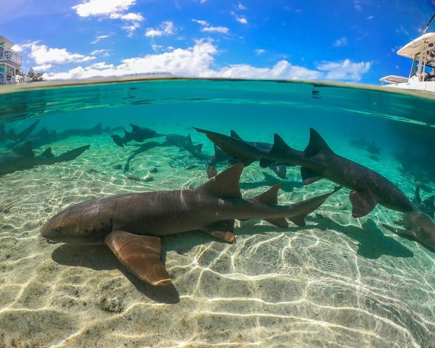 Swimming with sharks is mind blowing!