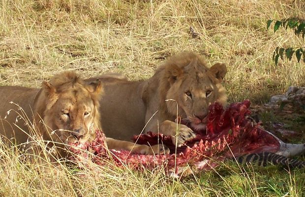 Lions feeding in Tanzania.