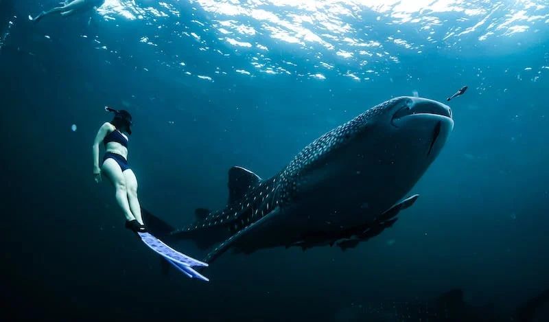 Whale shark diving is a thing in The Maldives! Unforgetabble experience