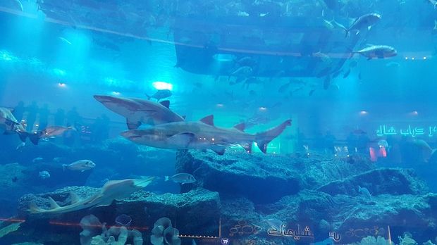 Sharks in The Dubai Mall Aquarium