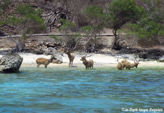 If you're lucky, you can spot deer on the beach. Image by credit. https://commons.wikimedia.org/wiki/File:Menjangan-deer-b12-121101.jpg