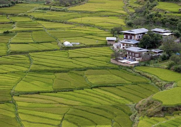 The rice terraces in Bhutan are gorgeous!