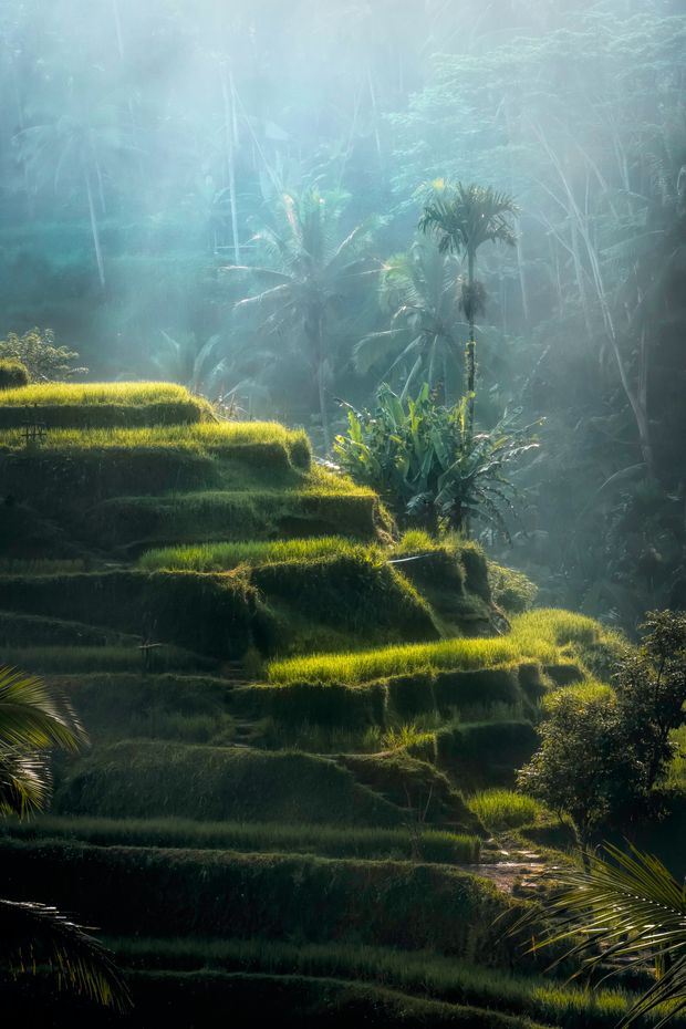 Rice Field in Tegalalang