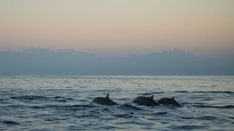 Spotting dolphins in the turquoise waters from a paradisiac beach is possible in Goa!