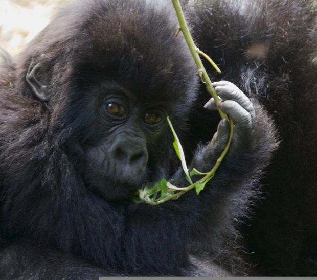 Gorilla safari trekking in Uganda