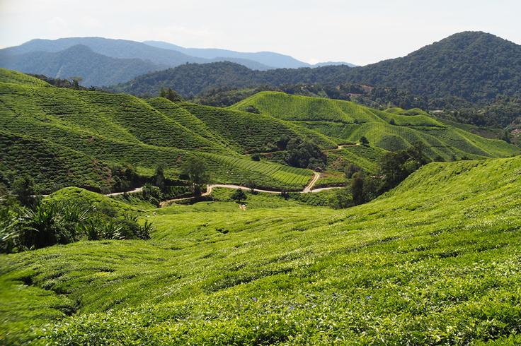 Shot of the The Cameron Highlands