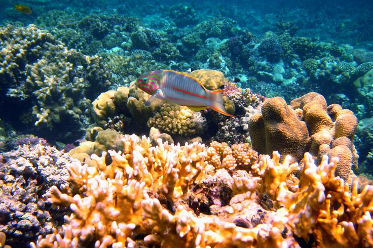 Shot of a parrot fish in the water in Bali