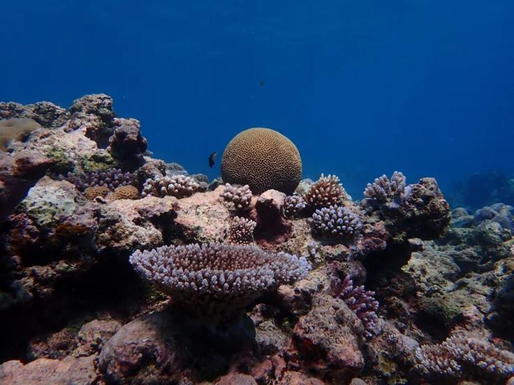 Shot of a soft coral in Bali