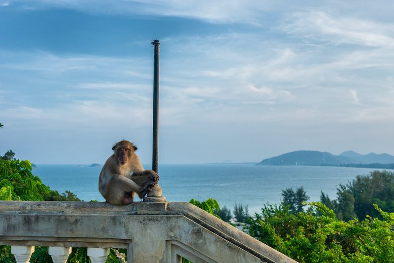 Monkey in Hua Hin