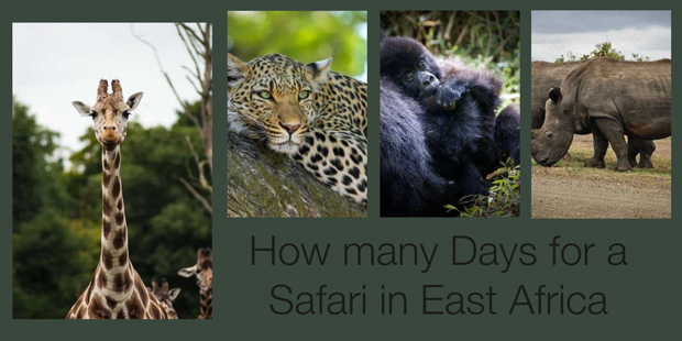 In this post we will describe the optimal amount of days to spend in a safari in East Africa.