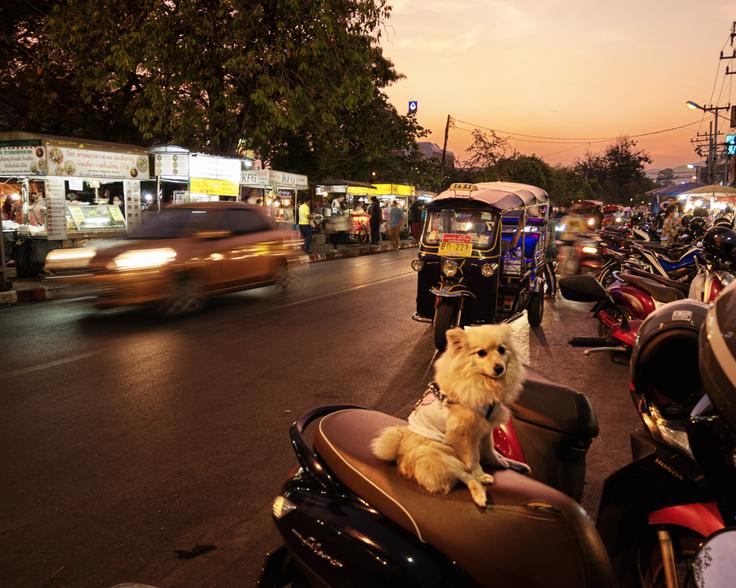 A white, fluffy hair dog sitting funny on top of a motorbike posing for the picture in Chiang Mai Night Market