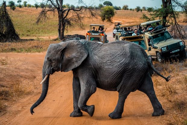 Herds of elephants are amongst the most common wildlife in a safari.