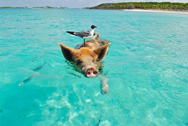 Swimming with pigs is great!