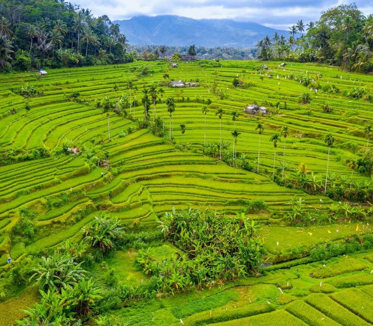 Shot of the open space in Jatiluwih Rice Terraces