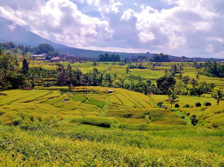 Shot of Jatiluwih Rice Terraces on a sunny day