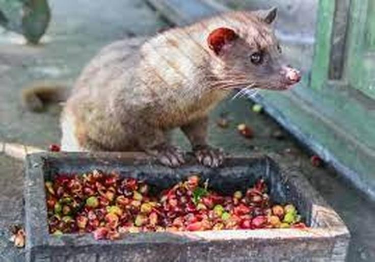 Shot of a civet showcasing the Luwak Coffe typical from Bali