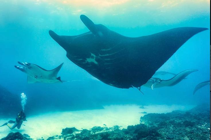 Shot of a diver and a manta ray in Nnusa Penida Island