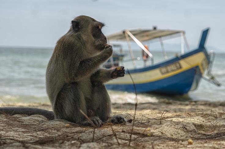 Shot of a monkey in monkey beach, Penang