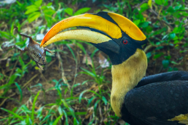 This hornbill caught a frog or toad