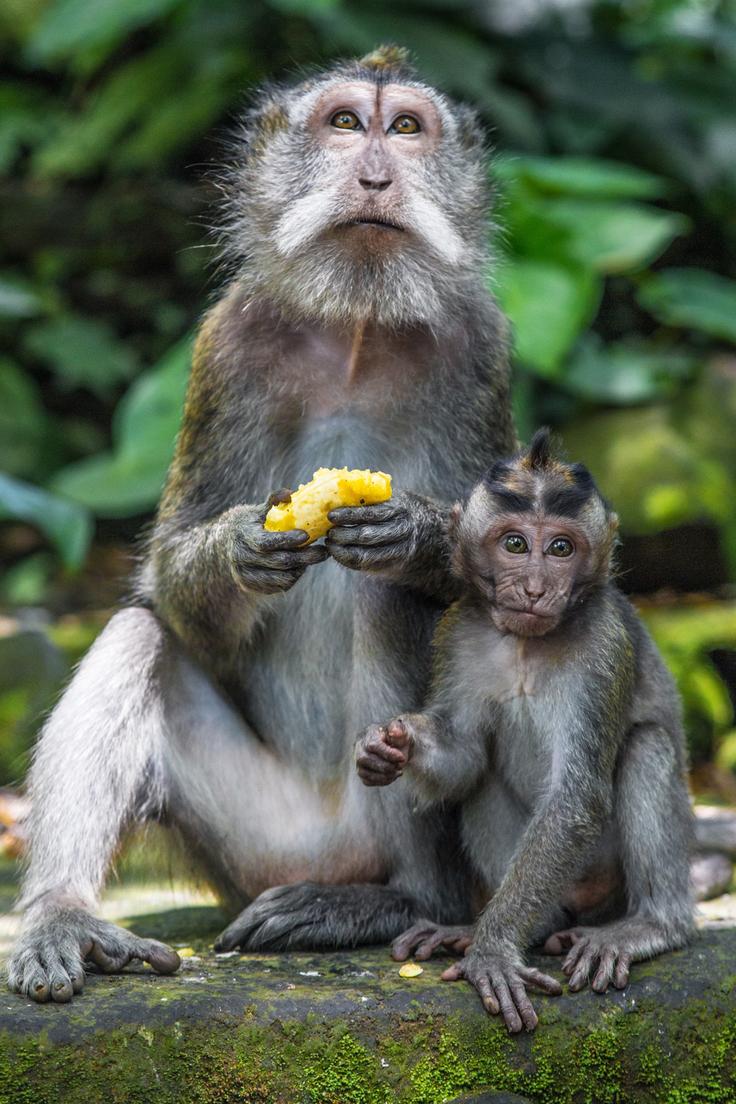 Shot of The Sacred Monkey Forest in Ubud, Bali with monkeys eating fruit