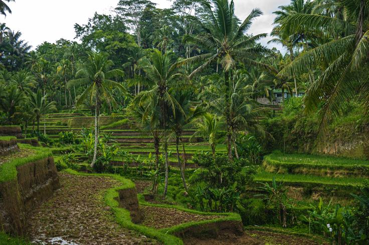 Shot of the steep steps in Tegalalang rice terrace