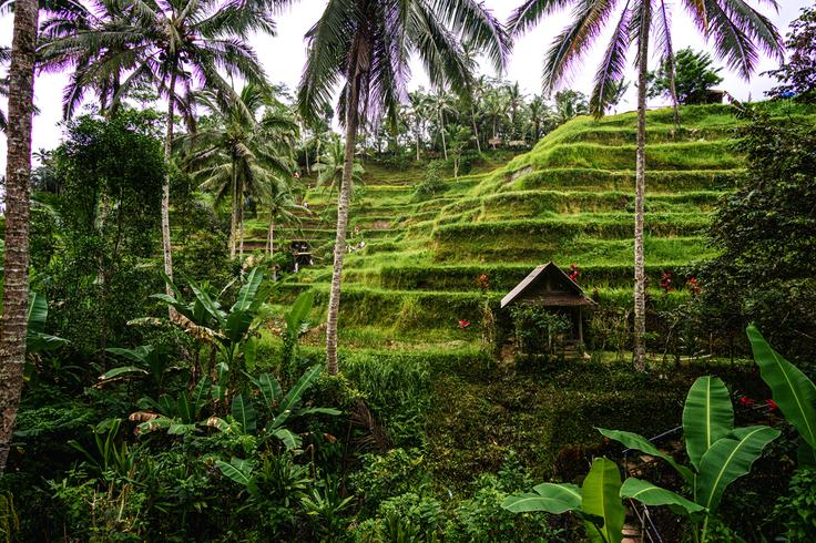 Shot of the Tegalalang Rice Terraces from above