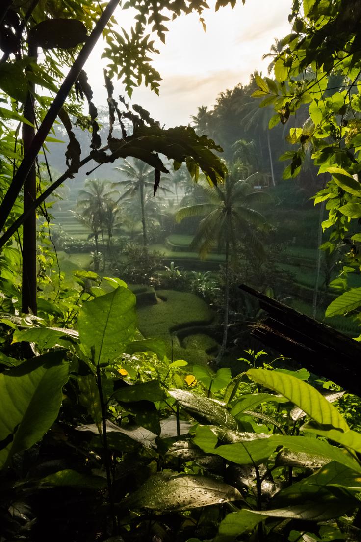 Tegallalang Rice Fields in Bali, a serene oasis of greenery that captivates the senses and offers a peaceful retreat for all