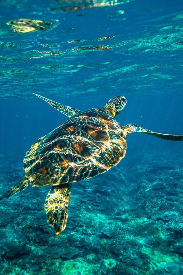 Shot of a sea turtle in the water in Bali