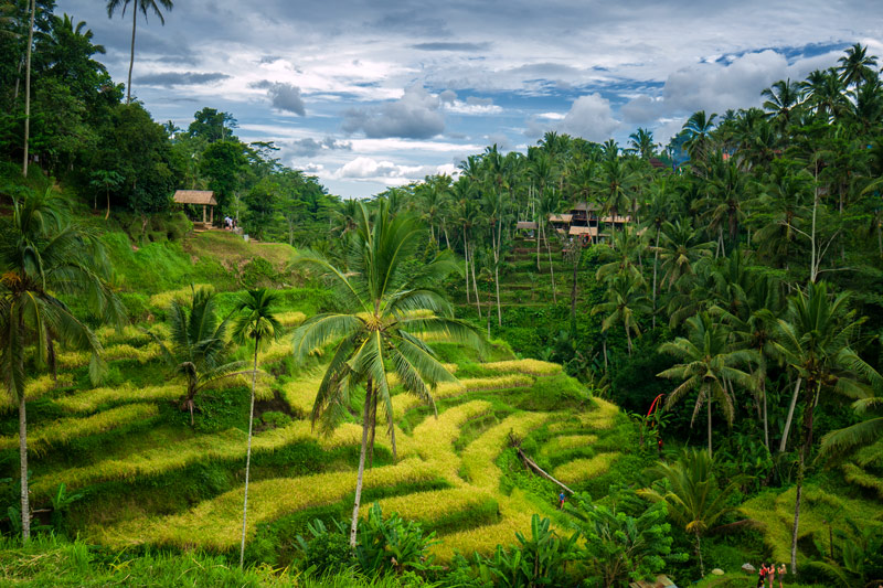 Rice terrace on Bali